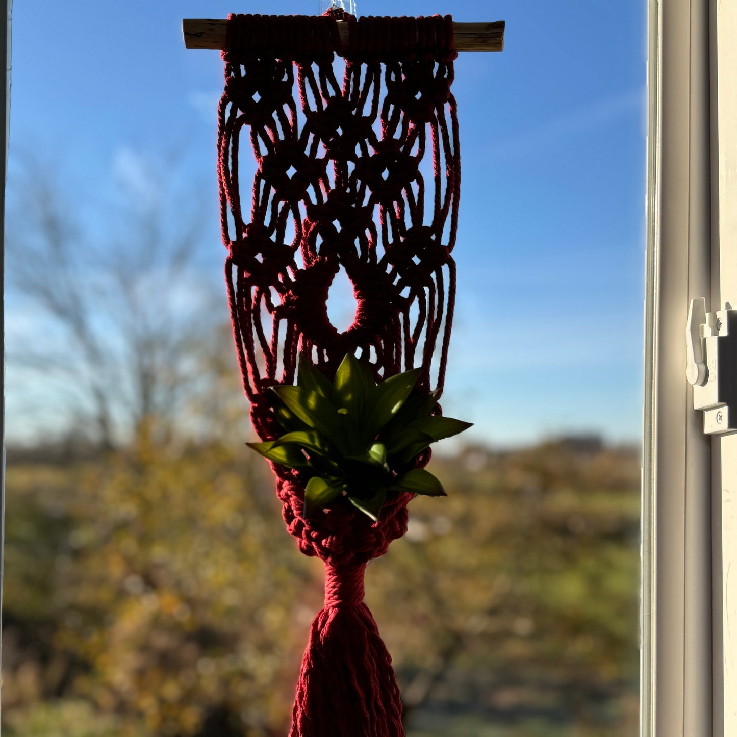 Macrame | Air Plant Hanger | Americana Red Eye