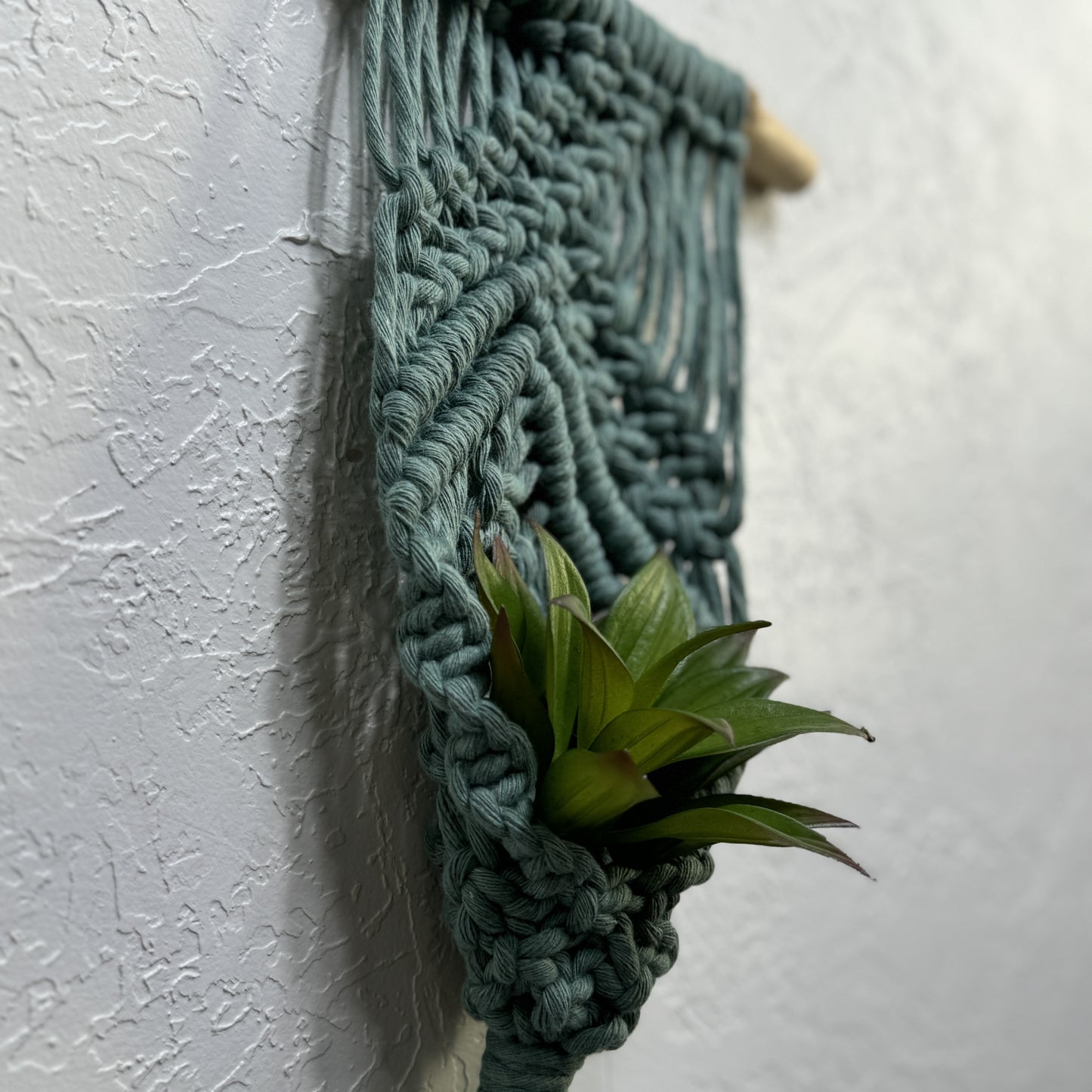 Macrame | Air Plant Hanger | Sage Green Bars