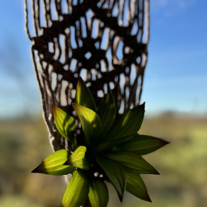 Macrame - Air Plant Hanger - Mauve Diamond