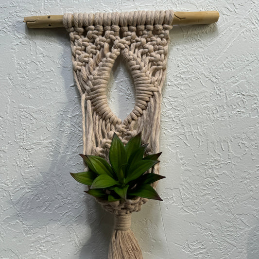 Macrame | Air Plant Hanger | Beige Eye