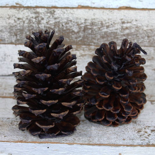 Fire Starter Pinecones (100% Beeswax) - Midnight Plum Large