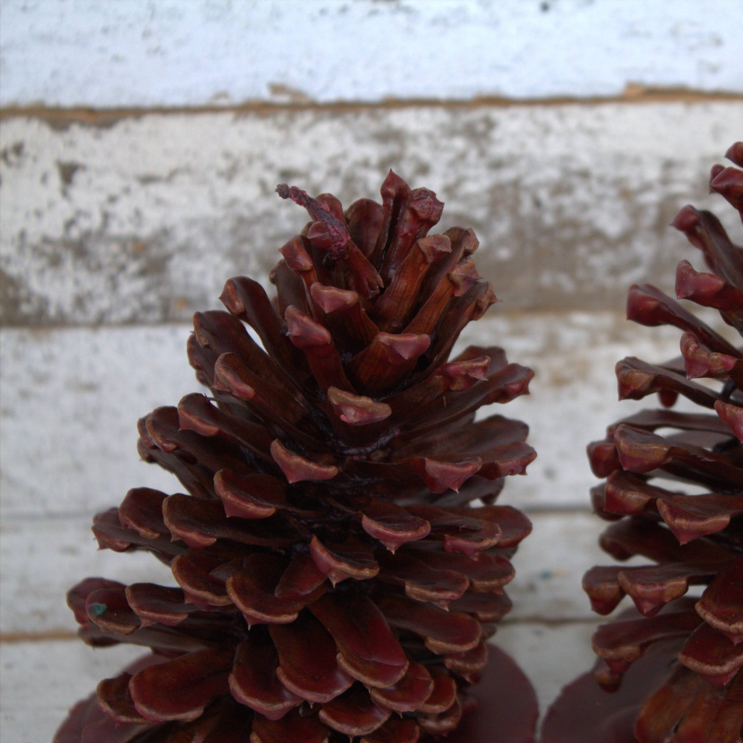 Fire Starter Pinecones w/ Base (100% Beeswax) - Red Large